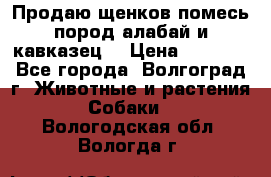 Продаю щенков помесь пород алабай и кавказец. › Цена ­ 1 500 - Все города, Волгоград г. Животные и растения » Собаки   . Вологодская обл.,Вологда г.